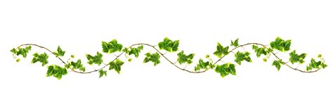 Flower vine png, Flower vine png Transparent FREE for download on ...