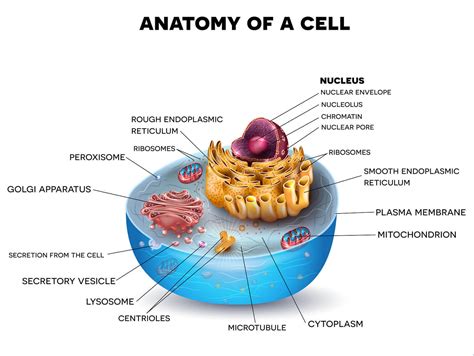 Human Cell Anatomy Diagram