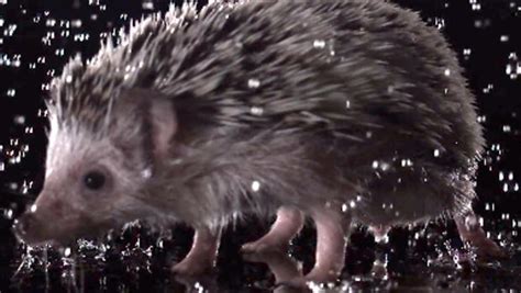 Watch wet animals shaking in super slow-motion - CBS News