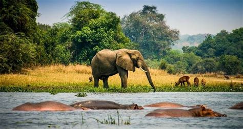 Uganda Wildlife Safari | Wildlife Tours in Uganda | Uganda Safari