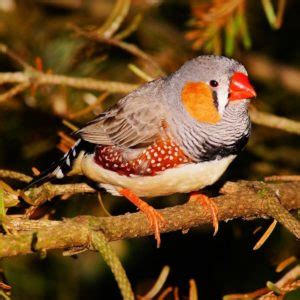 Zebra Finch Care Guide: Lifespan, Price, Diet and Breeding