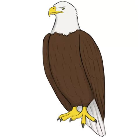 How to Draw a Bald Eagle - Easy Drawing Art