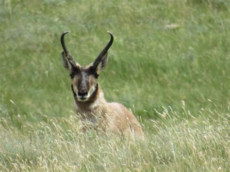 Wyoming Fact & Fiction - Neil A. Waring: Wyoming Wildlife Photography