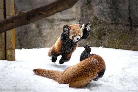 I Captured Wrestling Red Panda Cubs | Red panda baby, Red panda, Red ...