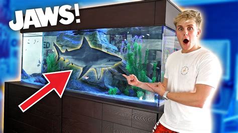 Pet Sharks In Tank