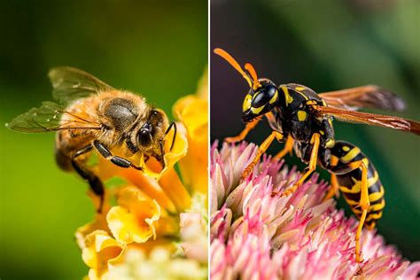 Bees vs wasps: Which insect is really worthy of all the buzz? | New ...