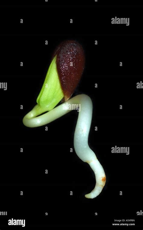 Apple Seed Germination