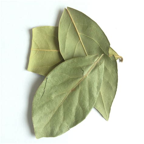 Bay Leaf - The Herbwalker