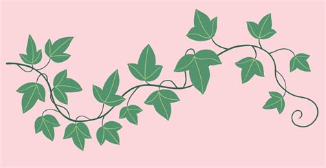 Simplicity ivy freehand drawing flat design. 7449989 Vector Art at Vecteezy