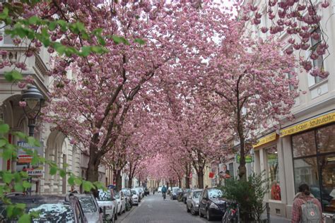 CHERRY BLOSSOMS IN BONN – The Twirling Traveler