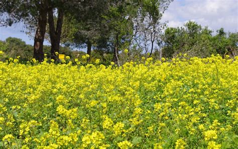 Dr. John DeLancey shares a devotional from Israel from Matthew 13