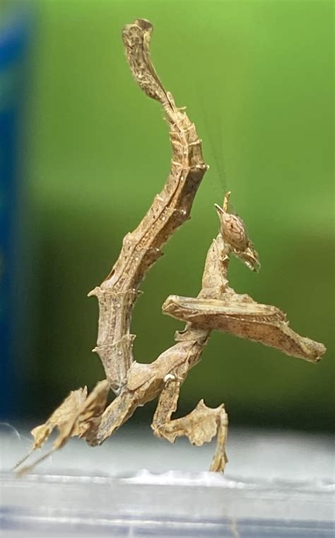 My Dragon Mantis : r/mantids