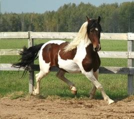 Pinto Horses For Sale in All States!