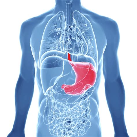 Diagram Of Abdomen