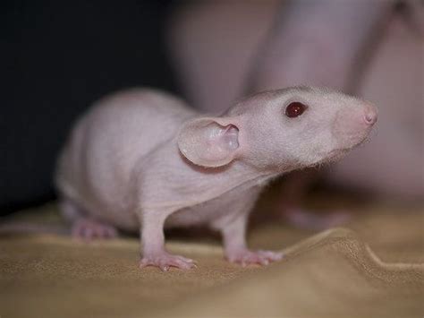 Baby Hairless Rats