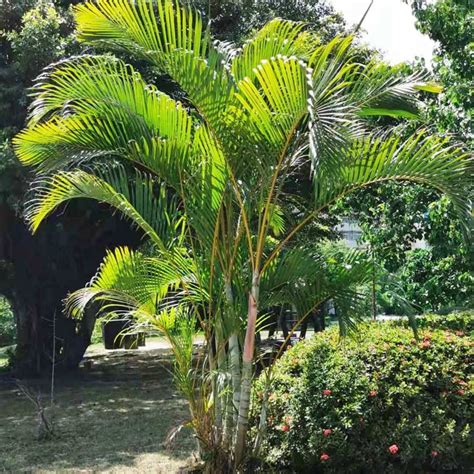 Areca Palm, Golden Cane, Dypsis Lutescens | ubicaciondepersonas.cdmx.gob.mx