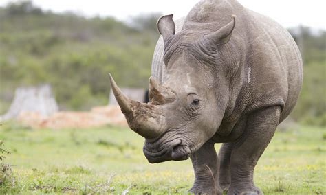 Rhino Horn’s Real Value and Other Rhino Facts | Stories | WWF