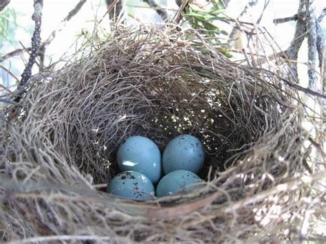 Chipping Sparrow eggs | Flickr - Photo Sharing!