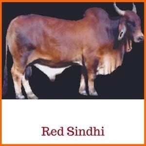 32. Red Sindhi_Indian Cow Breed - Surabhivana Gaushala | Donate To Feed ...