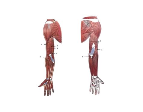 Elbow, Hand and Wrist Muscles Quiz