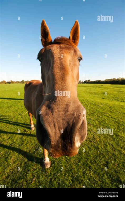 Horse face close up hi-res stock photography and images - Alamy