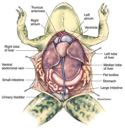 Frog Anatomy Overview 1 | Carlson Stock Art