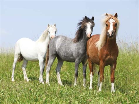 British Breeds – Welsh pony | Pony Magazine