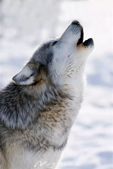 Howling Wolf - campestre.al.gov.br