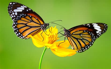 Insect Monarch Butterflys On Yellow Flower 4k Ultra Hd Desktop ...