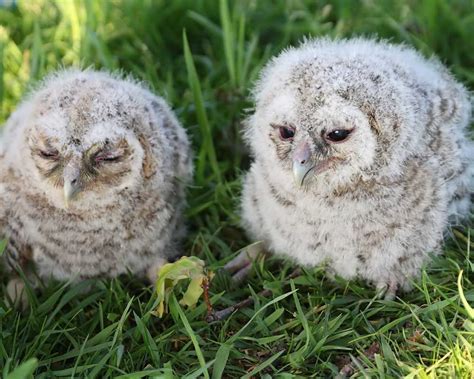 }{ Tawny Owl Chicks | Tawny owl, Owl, Beautiful nature