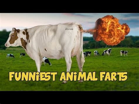 Funniest Animal Farts Ever - Funny Video Felease