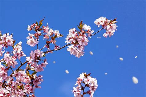 600x1024px | free download | HD wallpaper: spring, cherry blossom ...