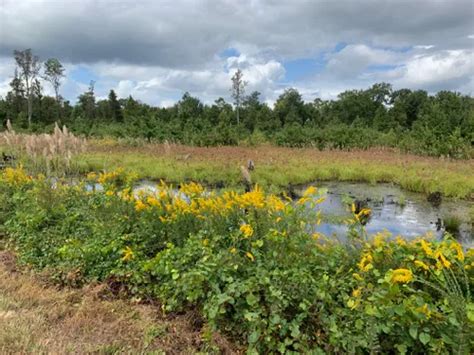 10 Best Hikes and Trails in Great Dismal Swamp National Wildlife Refuge ...