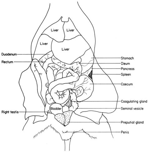 Diagram Of A Dissected Rat