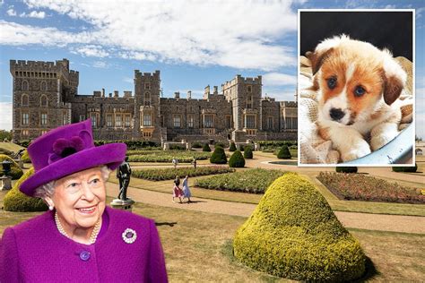 The Queen bought one of her new corgi pups online via popular pets website