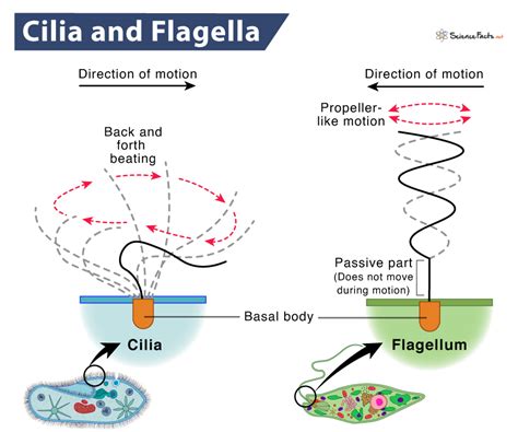 Cilia vs. Flagella – 13 Key Differences with Similarities