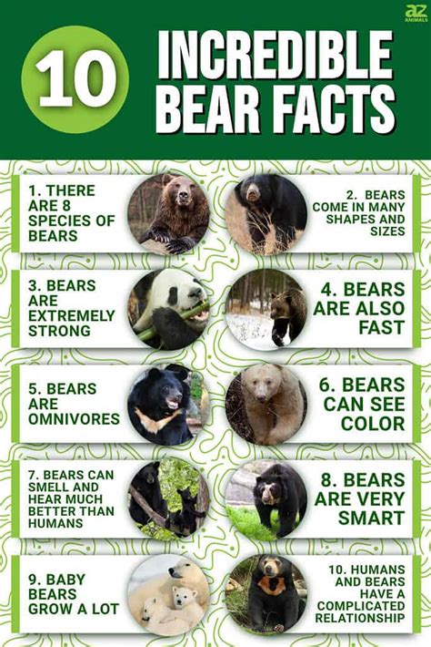 10 Incredible Bear Facts - A-Z Animals