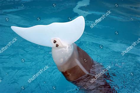 Winter Dolphin Wearing Prosthetic Tail Editorial Stock Photo - Stock ...