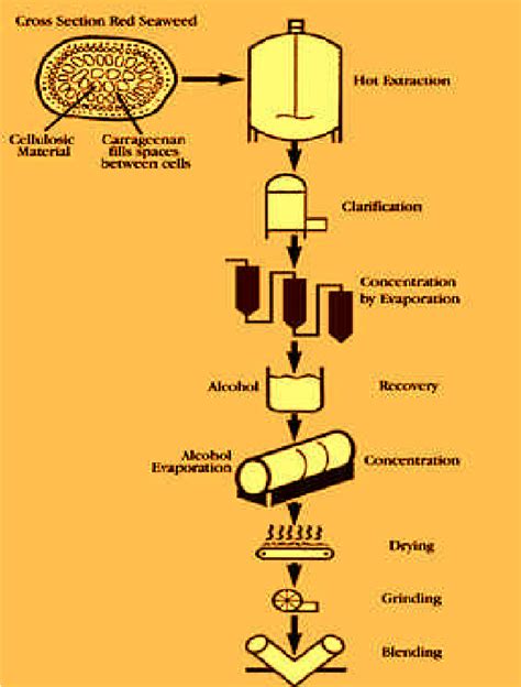 Manufacturing process of bioplastic from seaweeds (Source ...