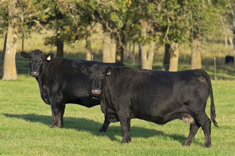 Two black Angus cattle in grassy field