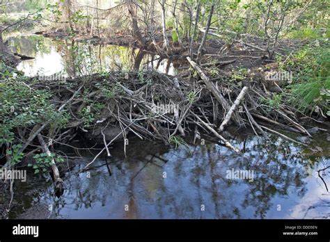 European beaver, dam, barrage, Europäischer Biber, Biberdamm, Damm ...