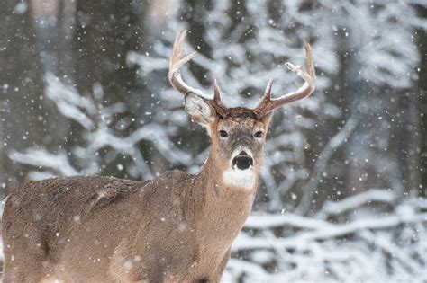 5 Late Season Deer Hunting Tips to Save Your Season at the Last Minute ...