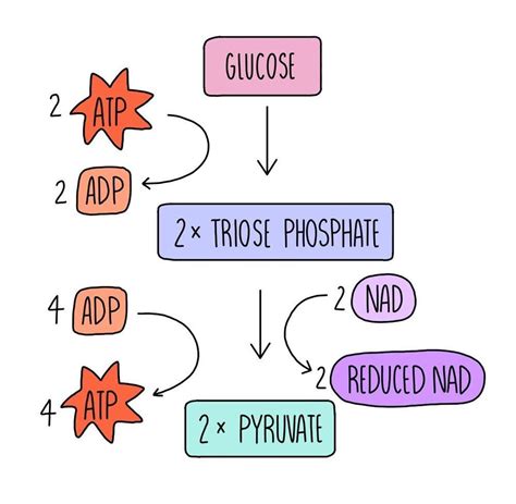 What is Glycolysis? | Superprof