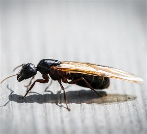 Flying Ants vs Termites: Know the Difference | Moyer