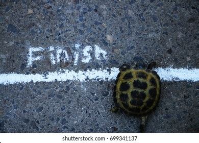 Turtle Race Images, Stock Photos & Vectors | Shutterstock