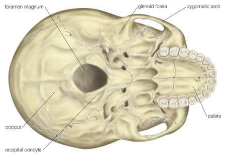 Stock Illustration - View of the base of the human skull, showing the ...