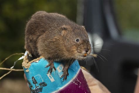 UK water vole initiative joins European Rewilding Network | Rewilding ...