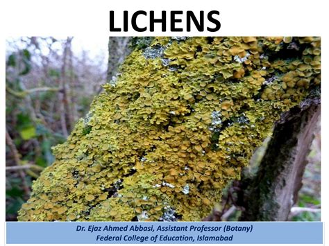 SOLUTION: Lichens, Occurrence, lichen Components, Morphology of lichens ...