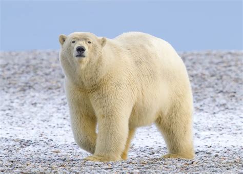 Ursus Maritimus. | Smithsonian Photo Contest | Smithsonian Magazine