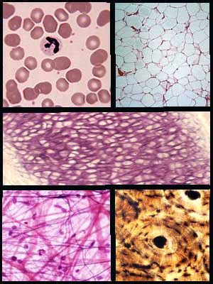 Histology of the Connective Tissues